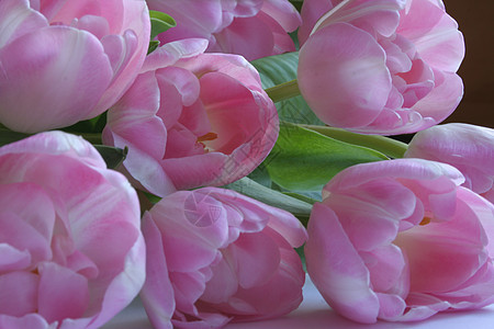 粉色郁金香花瓣浪漫礼物花朵图片