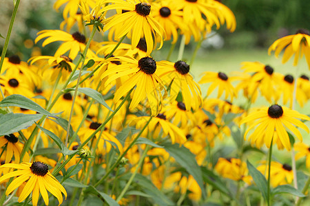 Echinacea 悖论 黄锥花花园黄色植物学场地花瓣射线晴天锥体团体金光图片