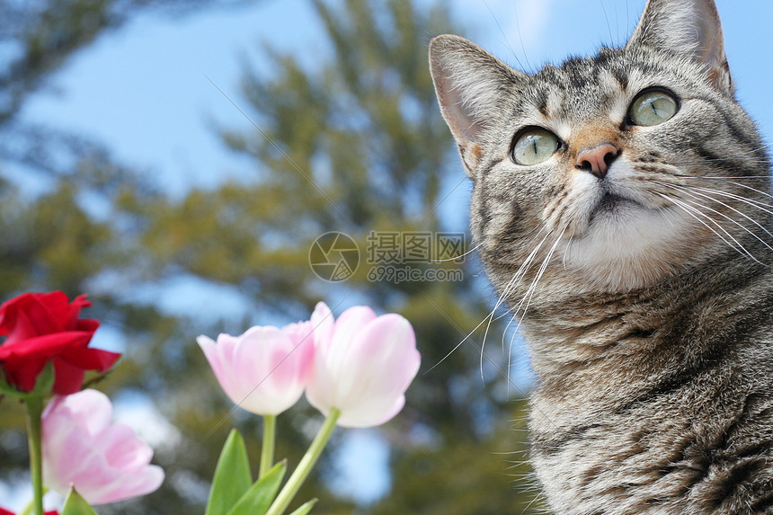 春天在花园的凯蒂猫咪灰色晴天动物郁金香哺乳动物天空宠物猫科虎斑图片