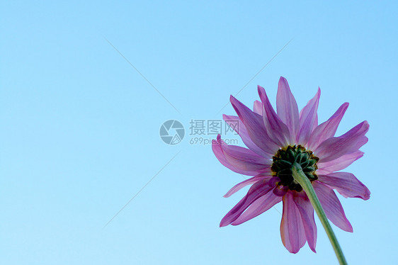 紫菊花对蓝天晴天花瓣粉色蓝色紫色天空射线图片