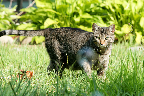 捕猎时的灰色猫图片