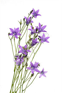 钟向花紫色压痛花园白色植物季节绿色植物学脆弱性风铃图片