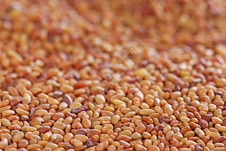 剪切中的种子碎粒内核谷物维生素厨房小麦饮食场地食物营养图片