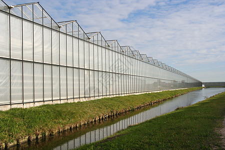 在荷兰的温室图片