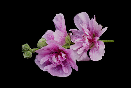 粉红的霍利霍克花蕾季节性叶子粉色黑色树叶玫瑰花朵绿色图片