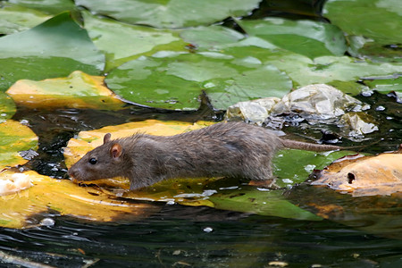 百合树叶上的老鼠在水中图片