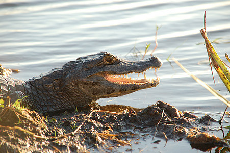 鳄鱼狩猎野生动物捕食者生活国家动物公园沼泽地猎物图片