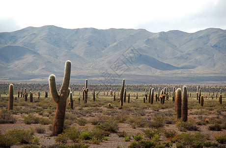 阿根廷东北部的离公路路外峡谷山脉山坡岩石风景草地土地山景植被图片