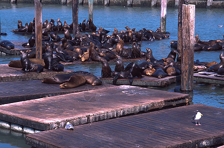 海狮远足海洋荒野动物城市旅行码头地标渔人哺乳动物高清图片