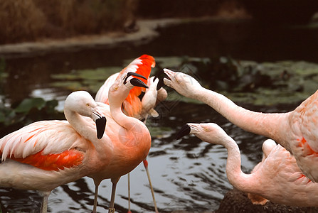大火烈哥设施动物学烈鸟民众火烈鸟公园社会动物园群居动物图片
