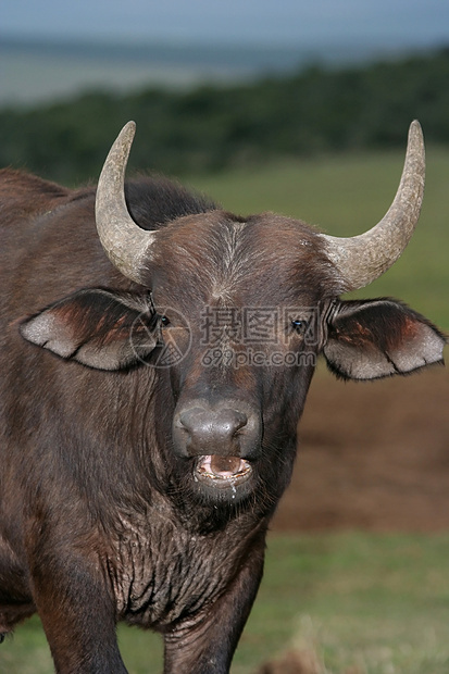 黄昏时布法罗肖像动物野生动物食草公园哺乳动物旅行野牛咀嚼小牛喇叭图片