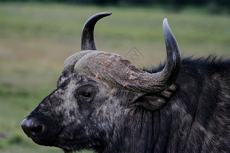 Buffalo 纵向小牛哺乳动物喇叭公园食草野牛野生动物动物旅行图片