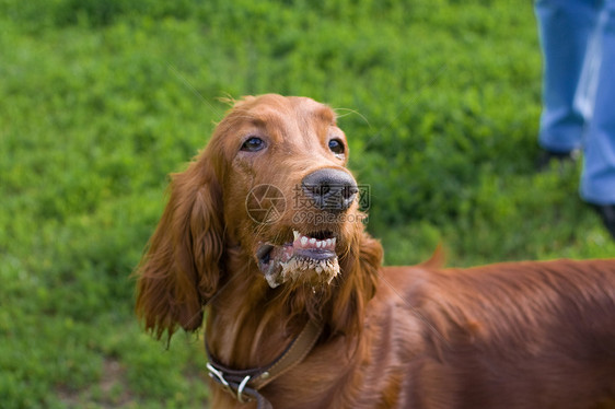 康特看它的主人鼻子动物耳朵牙齿眼睛绿色红色粉色草地猎犬图片