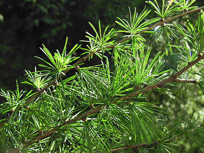 的树枝绿色花园针叶公园木头植物群枝条背景图片