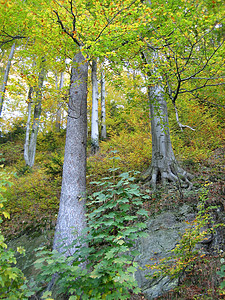 秋树树叶明信片衬套叶子森林图片