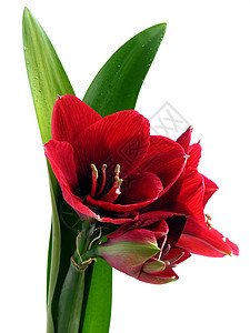 红色花朵植物群植物图片
