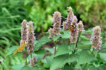 花朵上的蝴蝶植物花园背景图片