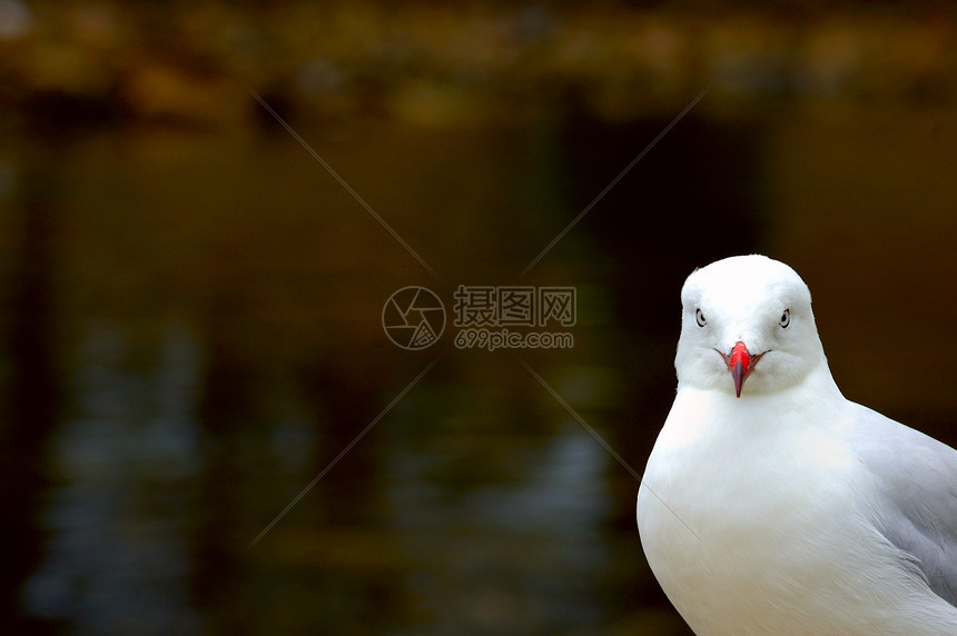 我在看着你白色动物群角落厚脸鸟类野生动物海洋水平海鸟支撑图片