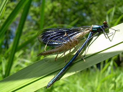 龙漏洞昆虫白色蜻蜓翅膀荒野绿色眼睛飞行宏观图片