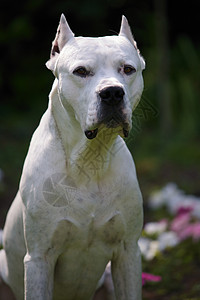 Dogo 阿根廷白色花朵灌木丛动物群家庭犬类病人家畜动物宠物图片