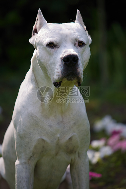 Dogo 阿根廷白色花朵灌木丛动物群家庭犬类病人家畜动物宠物图片