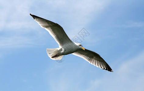 海鸥在飞行中旅行航程滑行天空海洋荒野速度翅膀航班气氛图片