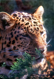 豹型捕食者野猫哺乳动物背景图片