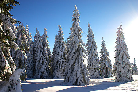 冬季风景和太阳光图片