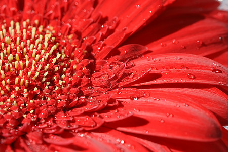 红色热血浆密闭雏菊植物花瓣家庭格柏宏观曲线白色活力图片