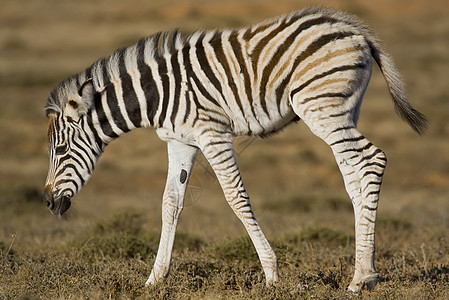 Zebra Foal 斑骨野生动物动物园平行线青年耳朵鬃毛食草动物纹理线条图片