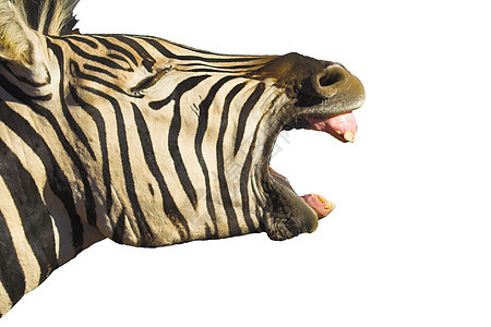 Zebra Yawn隔离区动物园牙齿平行线头发公园纹理荒野牙龈野生动物条纹图片