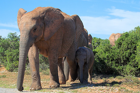 非洲灌木中大象家庭图片