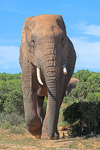 五象新区巨大的食草动物高清图片