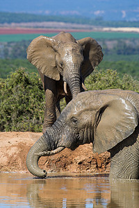 大象乐趣力量动物群哺乳动物濒危怪物野生动物尾巴动物耳朵身体图片