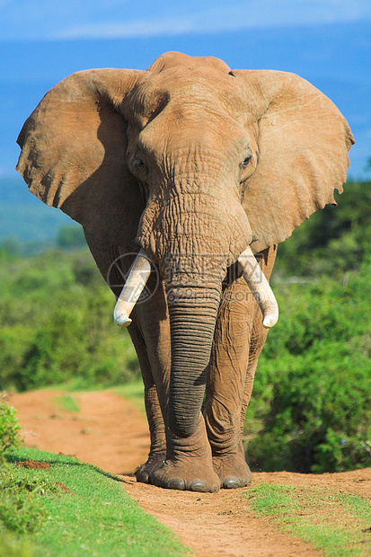 大象肖像獠牙植物野生动物耳朵哺乳动物区系身体巨头怪物动物群图片