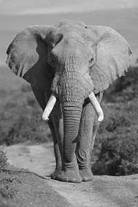 大象肖像区系食草野生动物象牙荒野树干獠牙动物群尾巴力量图片