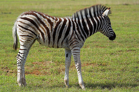 Zebra Fawn 斑马帆野生动物动物公园黑色哺乳动物食草线条纹理动物园鬃毛图片
