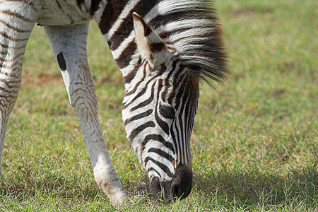 Zebra喂食白色鬃毛条纹情调线条野生动物荒野平行线哺乳动物异国图片