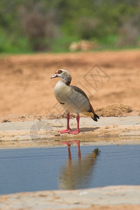 埃及鹅羽毛鸟类动物反射蹼状图片