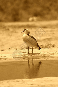 埃及鹅羽毛反射蹼状鸟类动物图片
