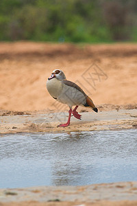 埃及鹅羽毛鸟类蹼状动物反射图片