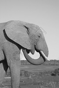 耳朵痒区系獠牙野生动物旅行食草植物巨头尾巴动物群象牙图片