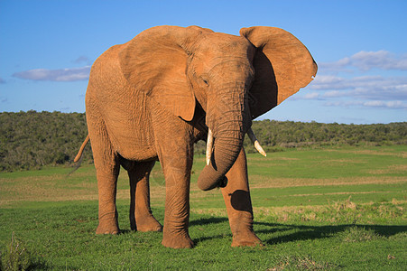 非洲大象区系怪物巨头象牙身体尾巴耳朵哺乳动物濒危植物图片