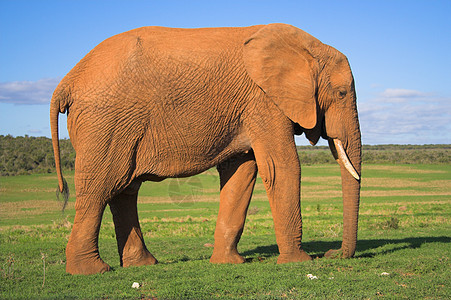 非洲大象植物动物獠牙区系身体动物群濒危尾巴树干巨头图片