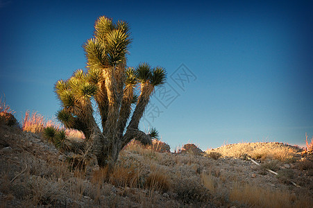 Cactus III和蓝天空景观图片