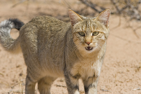 野猫哺乳动物濒危丛林野生动物猫咪动物胡须捕食者牙齿荒野图片