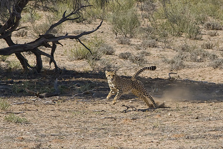 Cheetah大通眼睛情调猫科斑点猎人食肉外套异国荒野动物图片
