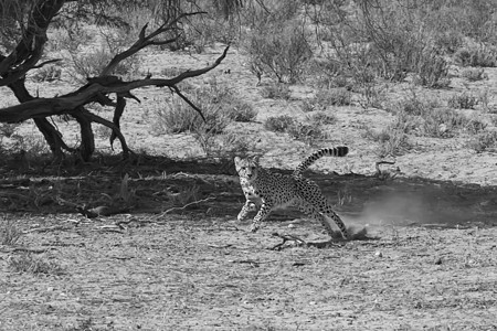 Cheetah大通荒野食肉猫科斑点情调力量异国外套猎人眼睛图片