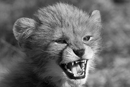愤怒的幼崽哺乳动物食肉情调国家外套速度危险异国牙齿公园图片