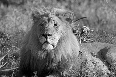 雄狮在下午的太阳中休息眼睛力量耳朵猫咪豹属危险瘢痕动物尾巴牙齿图片
